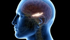 Gute Zahnpflege begünstigt die Gehirngesundheit