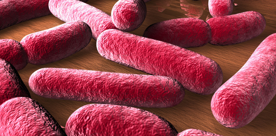 Lactobacillus reuteri gegen Keime in der Mundhöhle