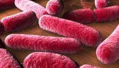 Lactobacillus reuteri gegen Keime in der Mundhöhle