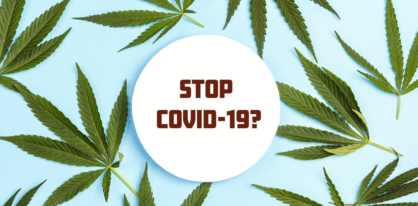 Hanf kann helfen, die Übertragung von COVID-19 zu stoppen