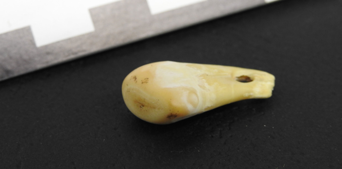 Menschliche DNA aus 20.000 Jahre altem Zahn gewonnen
