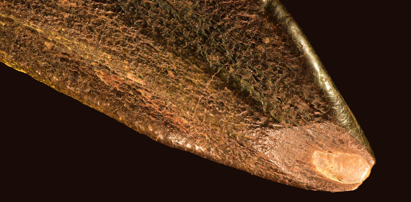 Was Dinozähne über das Leben vor 150 Millionen Jahren verraten