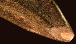 Was Dinozähne über das Leben vor 150 Millionen Jahren verraten