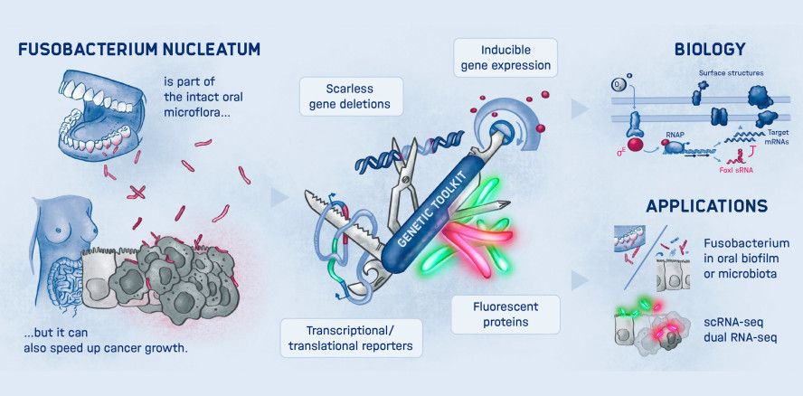 Warum Fusobakterien außerhalb der Mundflora überleben
