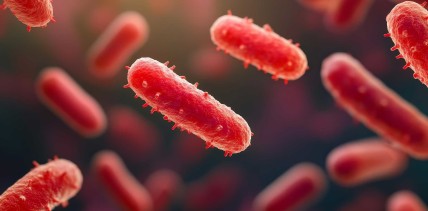 KI hilft bei der Erkennung antibiotika­resistenter Bakterien