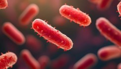 KI hilft bei der Erkennung antibiotika­resistenter Bakterien