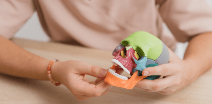 Zusammenarbeit von Kiefer und Körper: Warum Osteopathie und KFO Hand in Hand gehen sollten