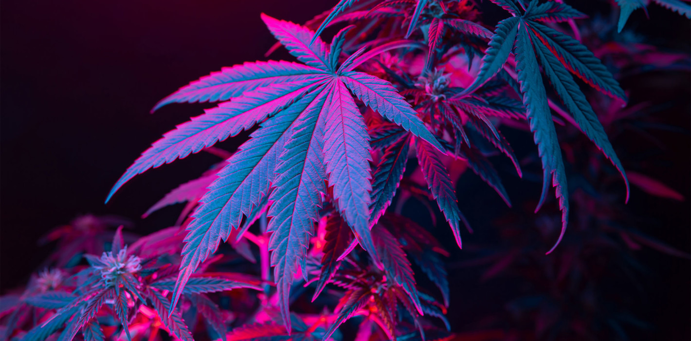 Marihuanakonsum: Testverfahren misst den THC-Gehalt im Speichel