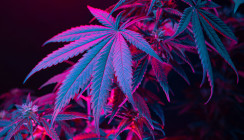 Marihuanakonsum: Testverfahren misst den THC-Gehalt im Speichel