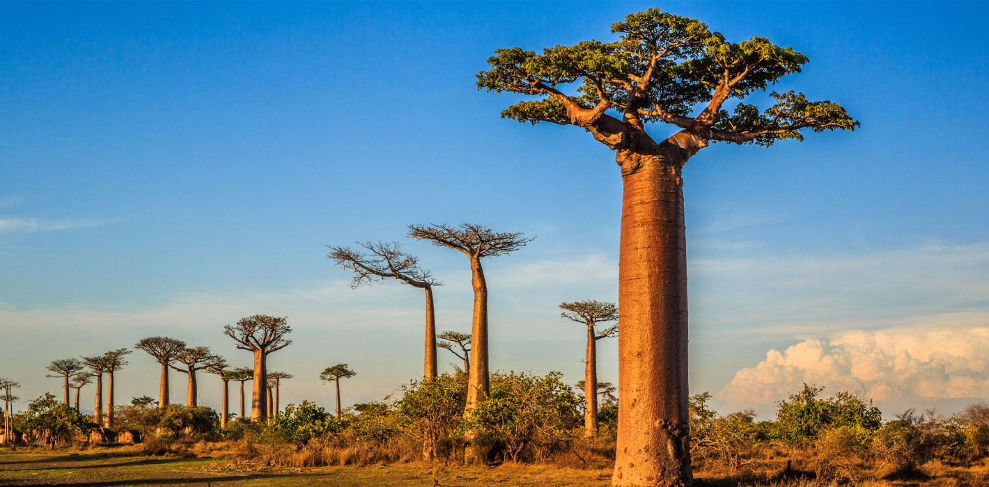 Zahnärztliche Nothilfe nach Madagaskar bringen