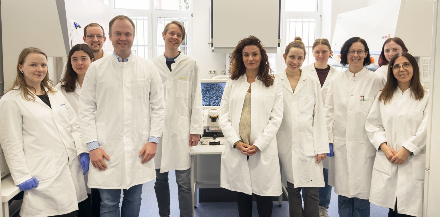 Neue Organoid-Biobank zur Therapieerforschung von Kopf-Hals-Tumoren