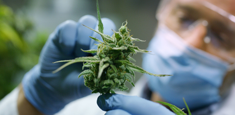 Cannabis-Konsum: Risiken für die Zahnbehandlung