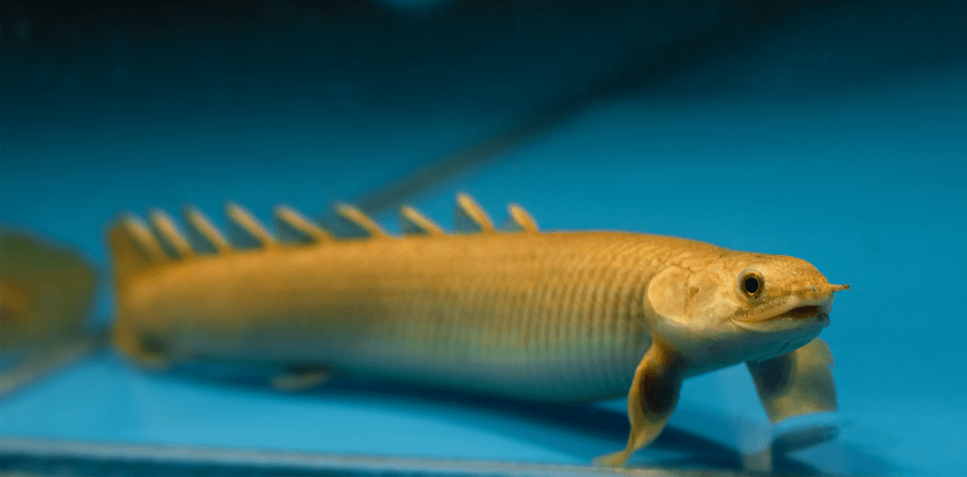 Sanftere Zahnuntersuchungen – Fische beim Zahnarzt