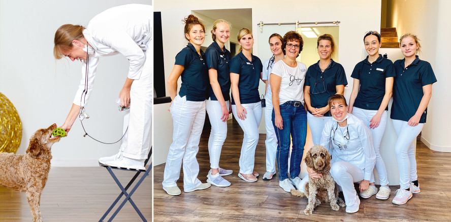 Kollegin auf vier Pfoten: Die Assistenz mit der kalten Schnauze