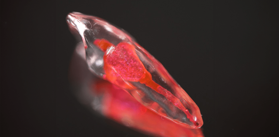 Wurzelkanalanatomie: Visualisierung in der Endodontie