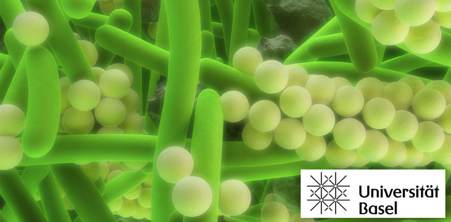 Wie Karies verursachende Bakterien im Zahnbelag überleben können