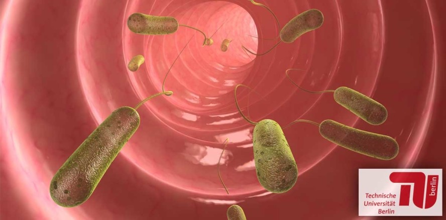 Superklebstoff aus Darmbakterien soll frakturierte Zähne reparieren