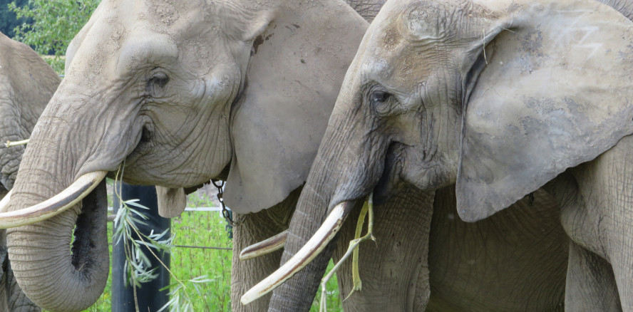 Kurios: Zahnwechsel sorgt bei Elefanten für Jojo-Effekt