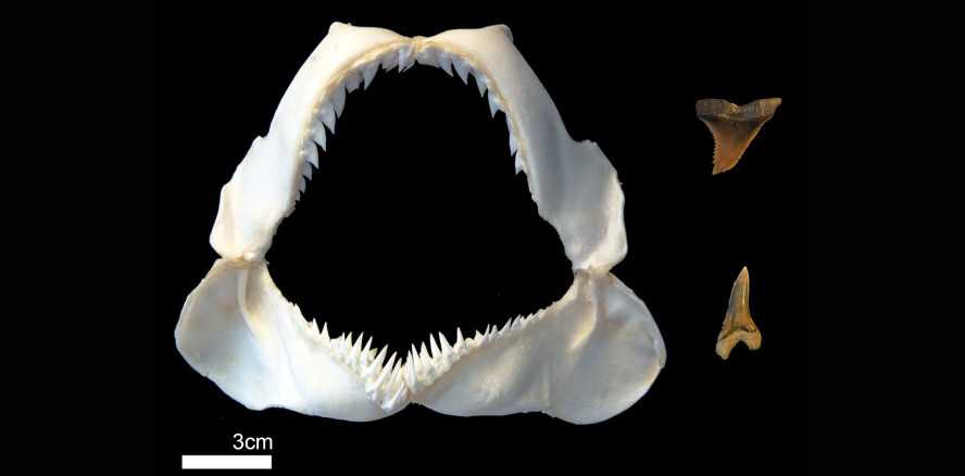 Fossilhai: Rätsel um einzigartige Zahnstruktur gelöst