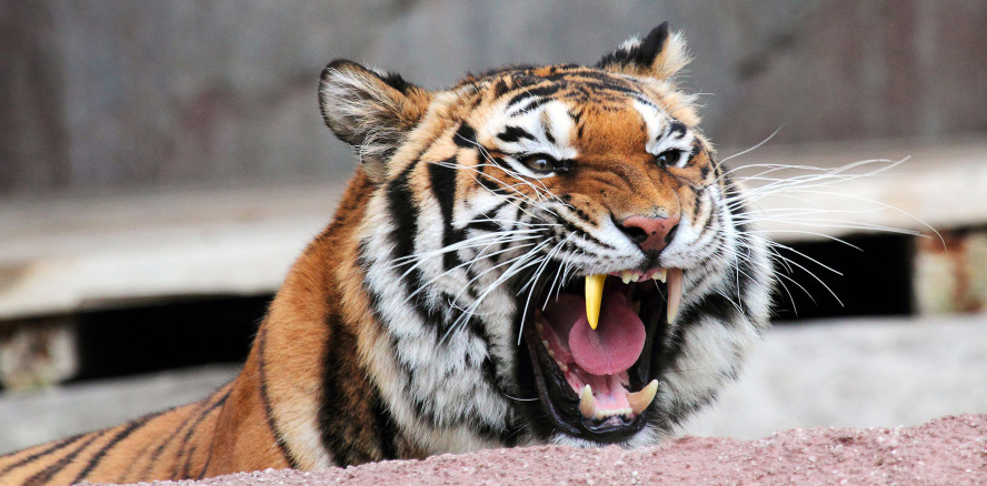 Ein Tiger mit Goldzahn: Auch Raubtiere müssen mal zum Zahnarzt