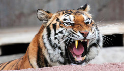 Ein Tiger mit Goldzahn: Auch Raubtiere müssen mal zum Zahnarzt