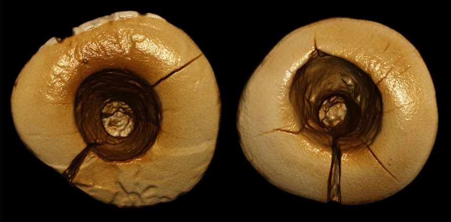 Ice Age 6: Der Zahnarzt kommt