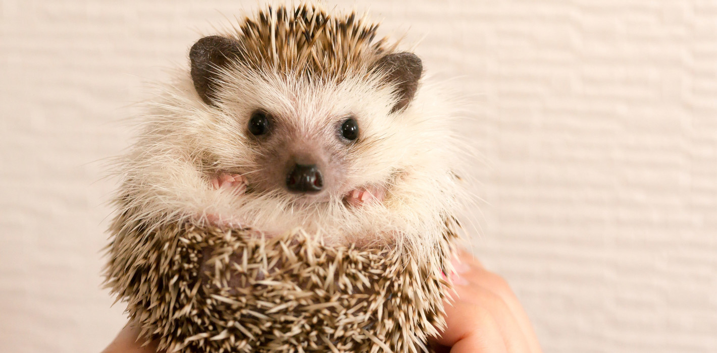 Neuer Star auf Instagram: Vampir-Igel Huff