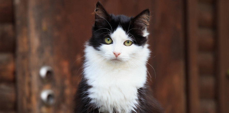 Zahnmedizin vor 100 Jahren: Der sprechende Kater Peter Alupka