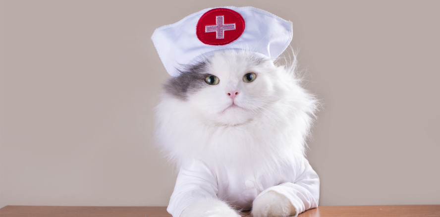 Tierische Inspektion: The Cat Dentist