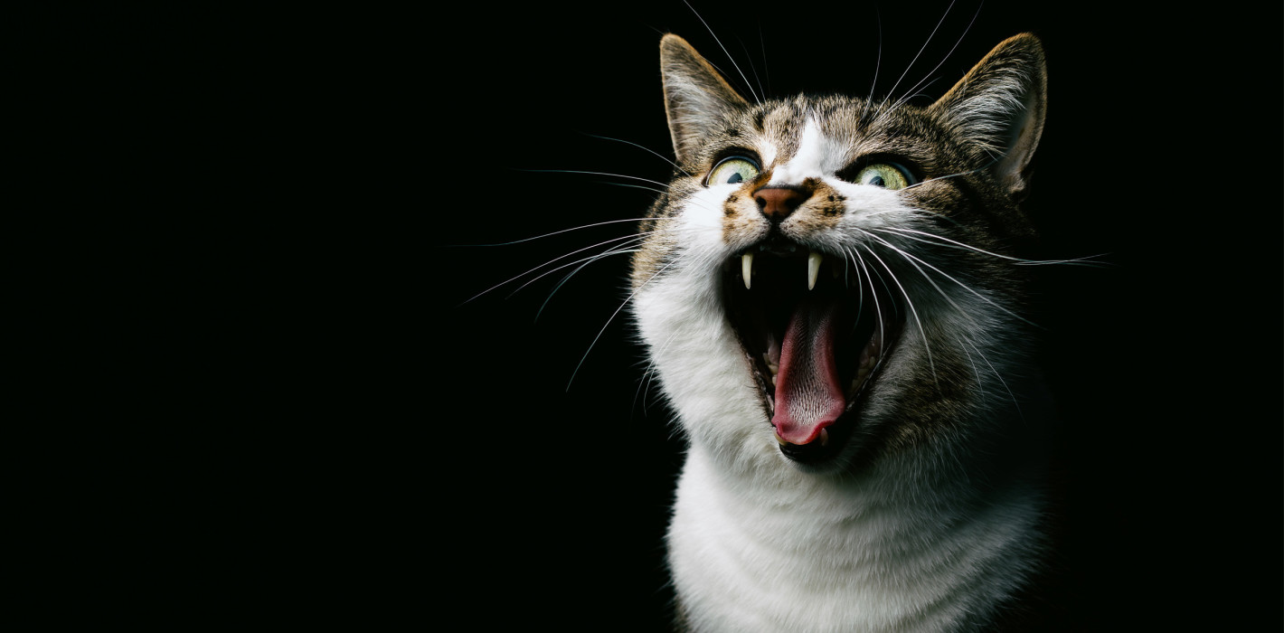 Vampirkatze verzückt Instagram