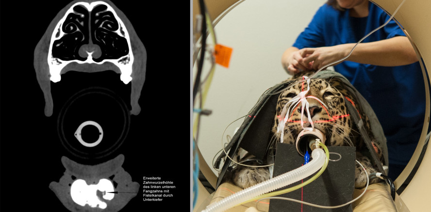Ungewöhnlicher Patient: Berner Leopard beim Zahnarzt