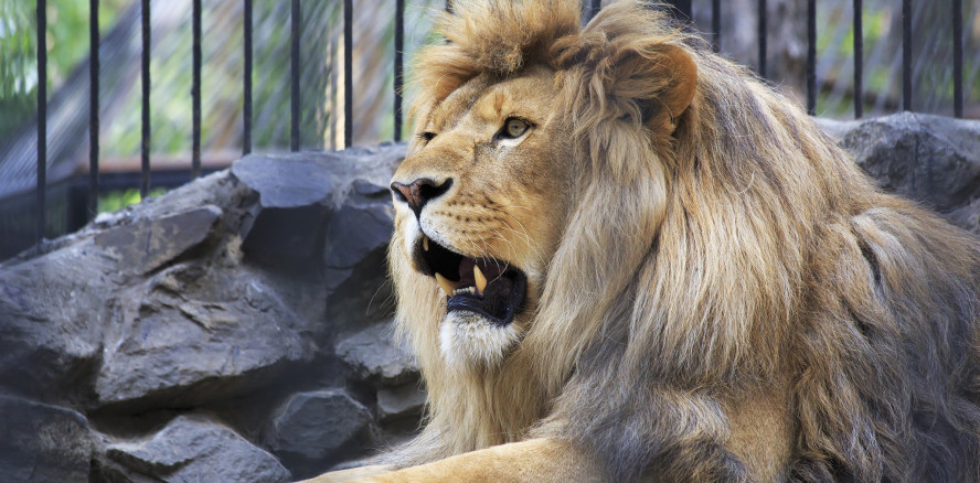 Rettungsaktion: Zahnarzt führt schwere OP bei einem Löwen durch