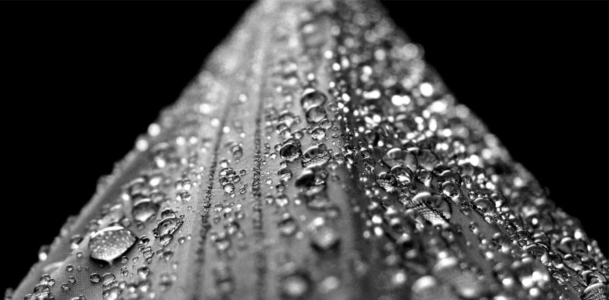 Biofilme: Bakterien schützen sich durch Lotuseffekt