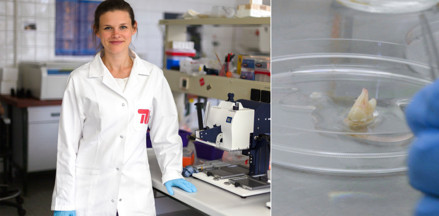 Forscher arbeiten an nachwachsenden Zähnen