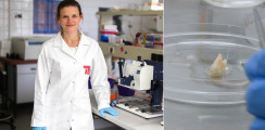Forscher arbeiten an nachwachsenden Zähnen