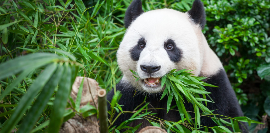 Zahnschmelz des Pandas als Vorbild für Zahnersatz