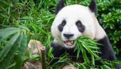 Zahnschmelz des Pandas als Vorbild für Zahnersatz