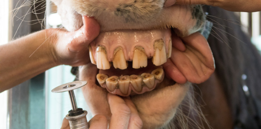 Zahnbehandlung bei Pferden begann vor 3.000 Jahren