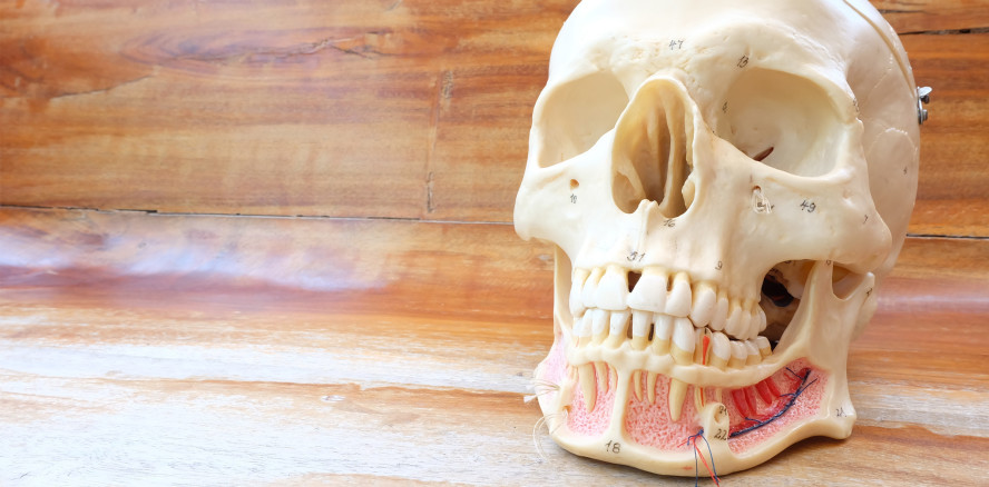 Forscher entwickeln stabile Strukturen für Kieferknochen