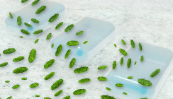 Optimale Händehygiene verringert das Infektionsrisiko um 30 Prozent