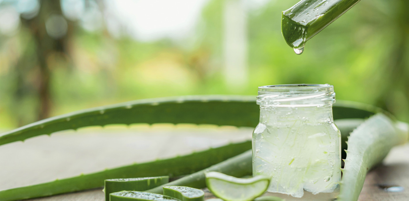 Wundermittel Aloe vera: Wirksamer als Chlorhexidin?