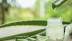 Wundermittel Aloe vera: Wirksamer als Chlorhexidin?