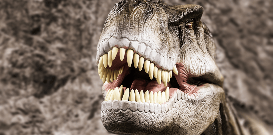 Bohren an T.rex-Zähnen - Forscher wollen Dino-Nahrung erkunden