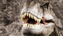 Bohren an T.rex-Zähnen - Forscher wollen Dino-Nahrung erkunden