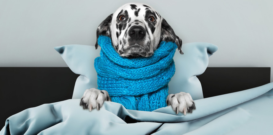 Der Hund ist krank: Dürfen Arbeitnehmer zu Hause bleiben?