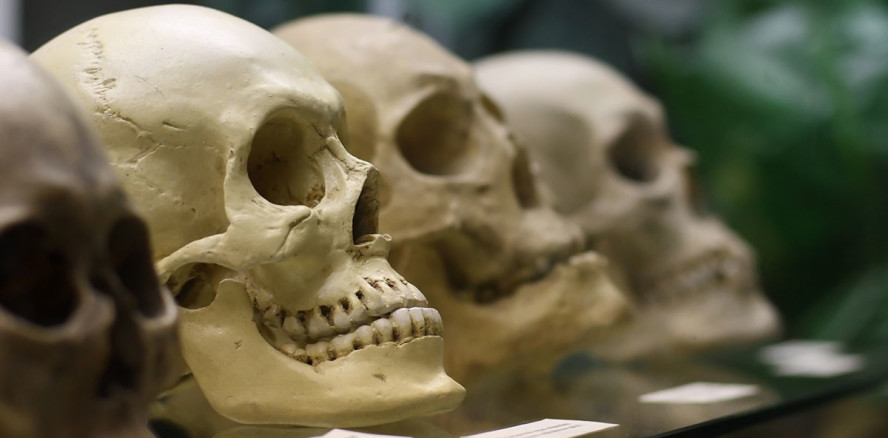 Zähne der wohl frühesten Verwandten des Menschen entdeckt