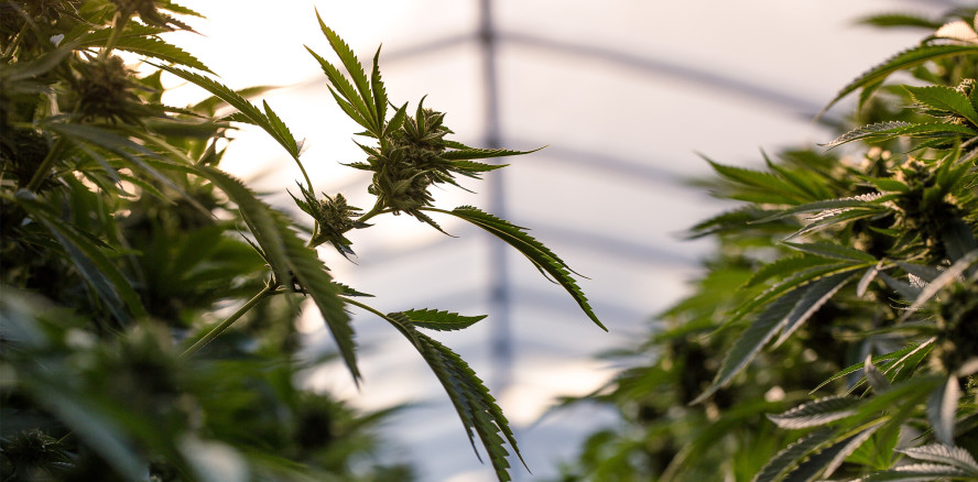 Intrige? Zahnarzt wegen Drogenplantage vor Gericht