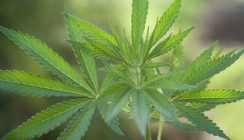Ohne Drogen: Cannabisrezeptor nun zur Schmerzlinderung nutzbar