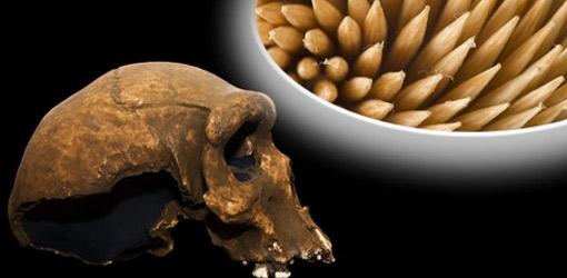 Schon der Neandertaler nutzte Zahnstocher