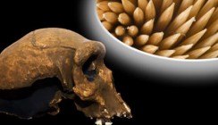 Schon der Neandertaler nutzte Zahnstocher